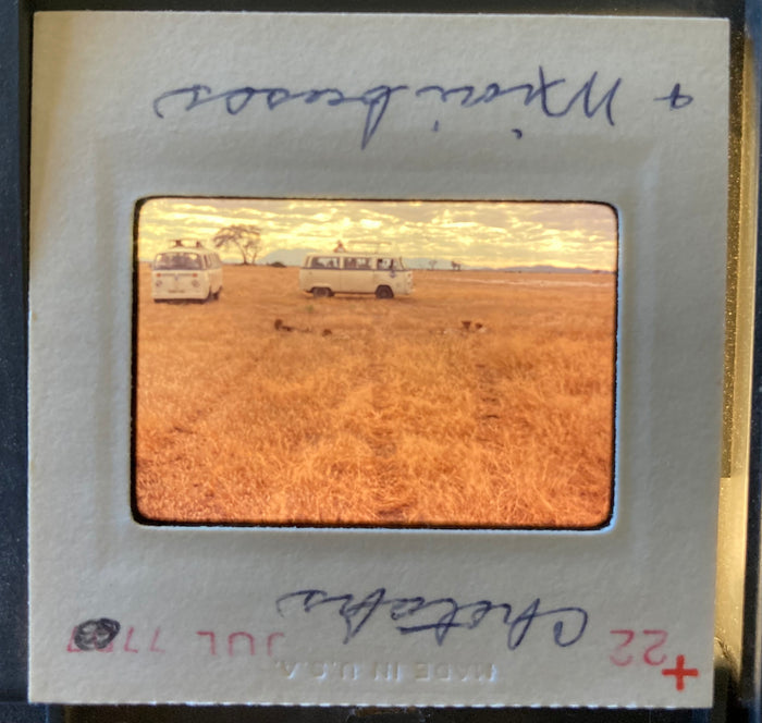 (Slides) Africa: 24 35mm slides of lioness, black rhinos, giraffes, flamingoes, Mt. Kilimanjaro (1977).