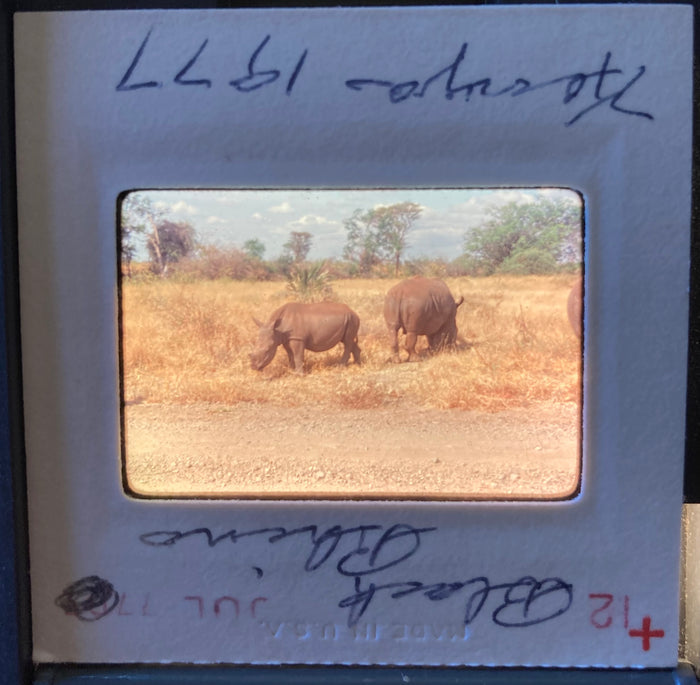 (Slides) Africa: 24 35mm slides of lioness, black rhinos, giraffes, flamingoes, Mt. Kilimanjaro (1977).
