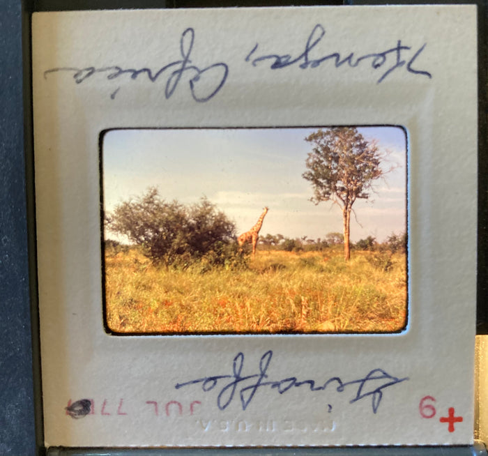 (Slides) Africa: 24 35mm slides of lioness, black rhinos, giraffes, flamingoes, Mt. Kilimanjaro (1977).
