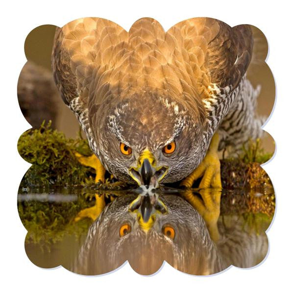 Milan Creative Border Bird Picture HD Metal Print