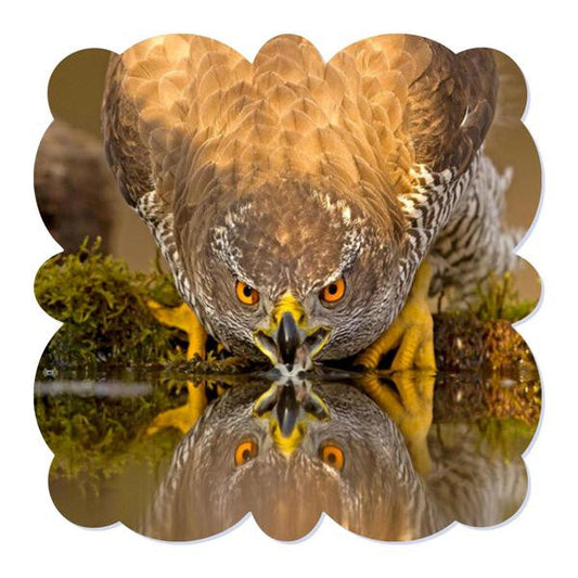Milan Creative Border Bird Picture HD Metal Print