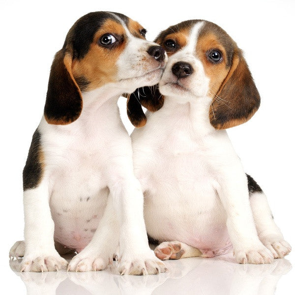 Original Two Dogs Photo